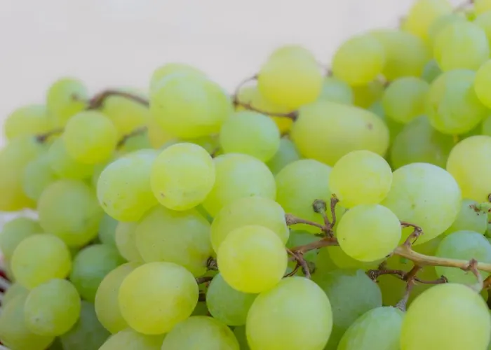 Rudini' Charming マルツァメミ